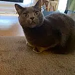 Cat, Felidae, Carnivore, Russian blue, Small To Medium-sized Cats, Whiskers, Fawn, Snout, Tail, Terrestrial Animal, Domestic Short-haired Cat, Furry friends, Wood