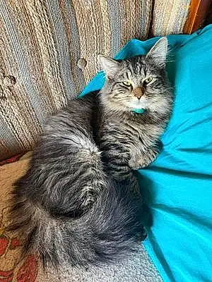 Name Maine Coon Cat Toby