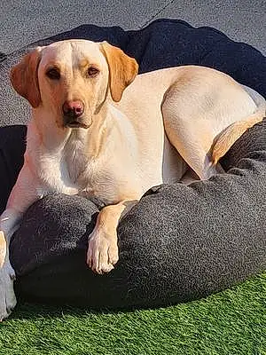 Name Labrador Retriever Dog Georgie