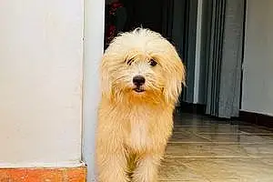 Name Tibetan Terrier Dog Kelly