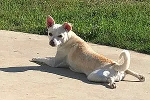 Name Chihuahua Dog Lily