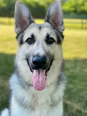 Name German Shepherd Dog Zeus