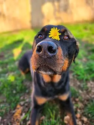 Name Rottweiler Dog Zeus