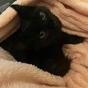 Bengal Cat Oreo