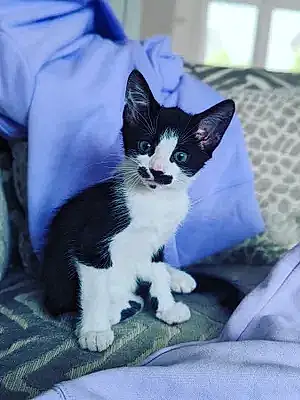 Name Cat Blue