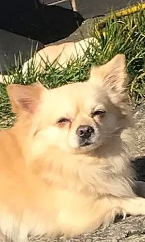 Name Chihuahua Dog Lucky