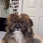 Dog, Dog breed, Carnivore, Liver, Grey, Shih Tzu, Companion dog, Fawn, Toy Dog, Comfort, Snout, Door, Shih-poo, Terrestrial Animal, Working Animal, Furry friends, Natural Material, Canidae, Tail
