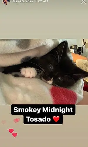 Name Cat Smokey