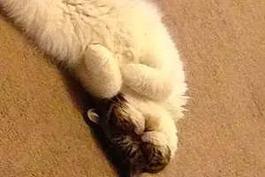 Persian Cat Barney