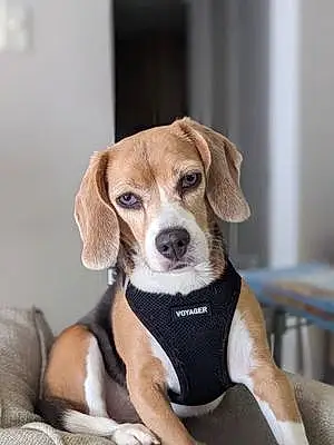 Name Beagle Dog Blueberry