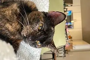 Name American Shorthair Cat Callie