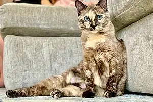 Name Siamese Cat Poppy