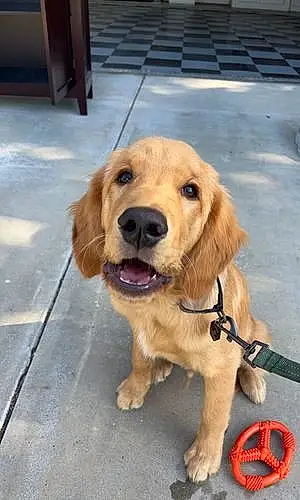 Golden Retriever Dog Nash