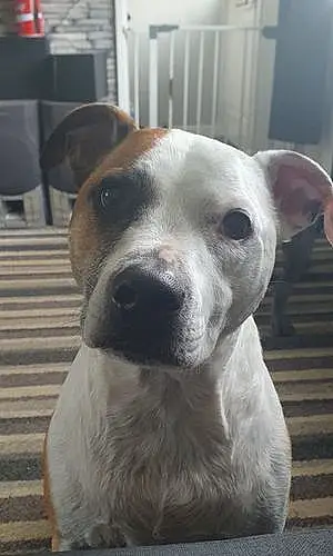 Name Staffordshire Bull Terrier Dog Buster