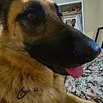 Dog, Carnivore, Dog breed, Whiskers, Fawn, Pet Supply, Companion dog, German Shepherd Dog, Working Animal, Snout, Collar, Old German Shepherd Dog, King Shepherd, Furry friends, Canidae, Dog Collar, Terrestrial Animal, Working Dog, Herding Dog