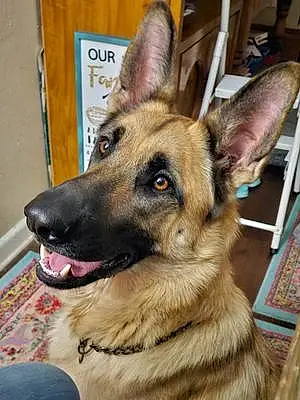 German Shepherd Dog Max