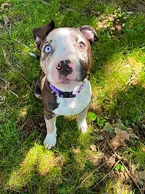 Name Pitt Bull Terrier Dog Ruby
