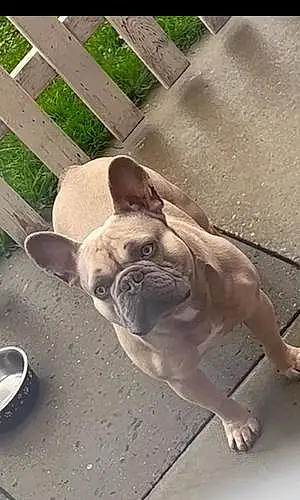 French Bulldog Dog Tyson