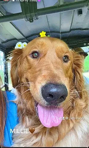 Name Golden Retriever Dog Millie