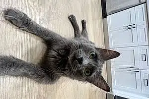 Russian Blue Cat Fred