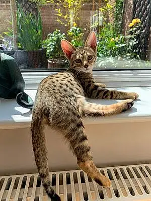 Name Savannah Cat Cleo