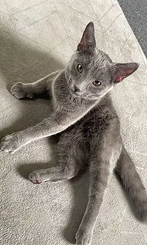 Name Russian Blue Cat Bluey