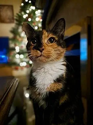 European Shorthair Cat Phoebe