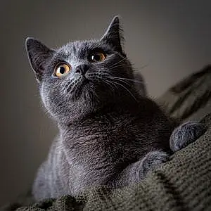 Russian Blue Cat Sylvie
