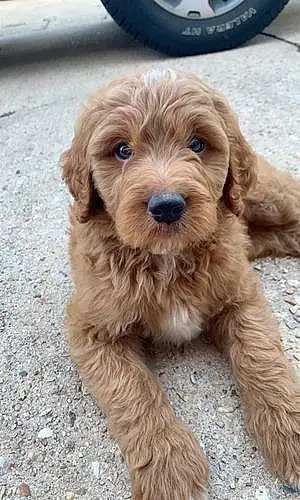 Name Dog Bentley
