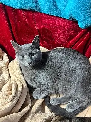 Name Russian Blue Cat Blue
