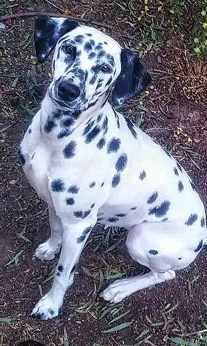 Name Dalmatian Dog Poppy