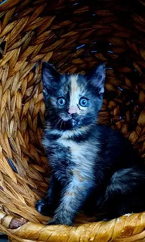 Name Cat Lulu