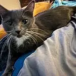 Cat, Felidae, Small To Medium-sized Cats, Carnivore, Comfort, Grey, Whiskers, Ear, Snout, Domestic Short-haired Cat, Furry friends, Black cats, Electric Blue, Paw