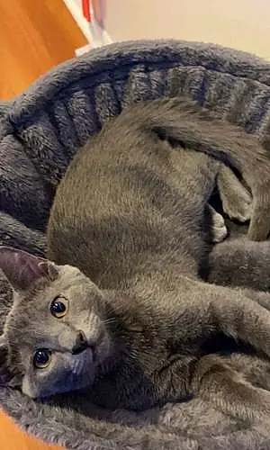 Name Russian Blue Cat Lewis