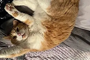 British Shorthair Cat Ruffles Jambon