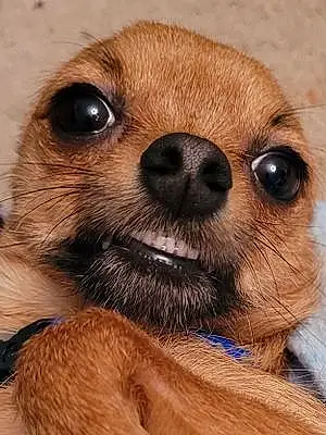 Name Chihuahua Dog Dasher