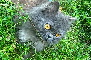 Persian Cat Niko