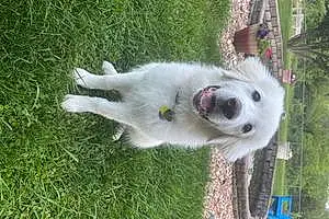 Name Great Pyrenees Dog Sophie