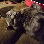 Cat, Grey, Carnivore, Whiskers, Russian blue, Felidae, Comfort, Small To Medium-sized Cats, Snout, Domestic Short-haired Cat, Furry friends, Terrestrial Animal, Kitchen Utensil, Paw, Metal