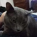 Cat, Felidae, Russian blue, Carnivore, Small To Medium-sized Cats, Grey, Window, Whiskers, Snout, Comfort, Television, Domestic Short-haired Cat, Furry friends, Wood, Cabinetry, Terrestrial Animal