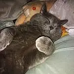 Cat, Comfort, Felidae, Carnivore, Small To Medium-sized Cats, Ear, Grey, Whiskers, Snout, Furry friends, Domestic Short-haired Cat, Tail, Lap, Nap, Black cats, Cloud, Claw, Paw, Sleep, Bed