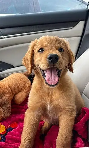 Name Golden Retriever Dog Tucker