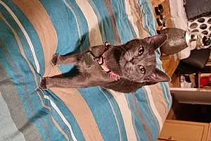 British Shorthair Cat Tinkerbell