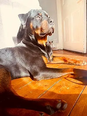 Rottweiler Dog Odin