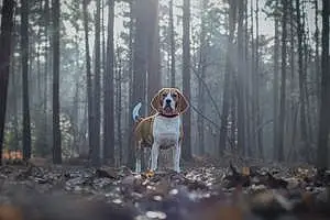 Name Beagle Dog Hector