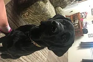Name Labrador Retriever Dog Max