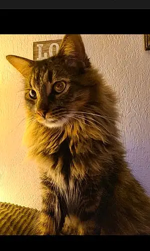 Name Tabby Cat Loki