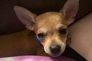 Name Chihuahua Dog Bud