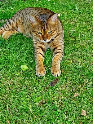 Bengal Cat Tico
