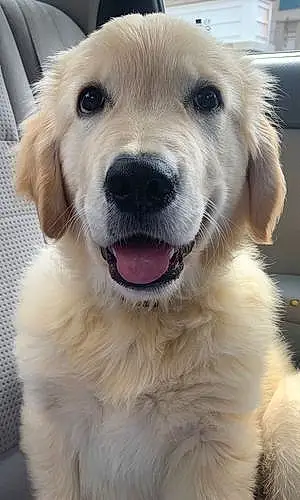 Golden Retriever Dog Milo